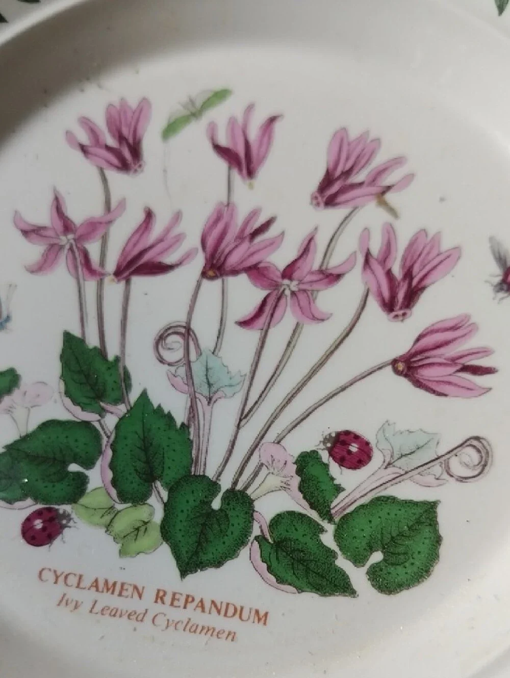 Port Meirion Botanical Cyclamen Floral Salad Plate - Pink & Green